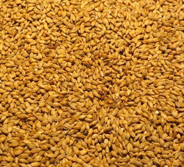 Barley Grains Barley Grains